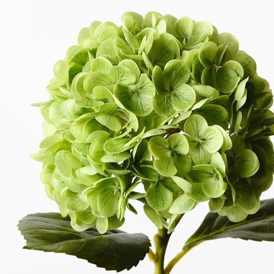 Hydrangea Green 49cm Pack of 12