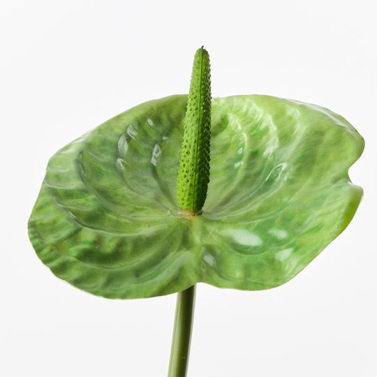 Anthurium Green 58cm Pack of 12