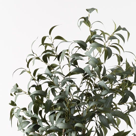 Eucalyptus Long Leaf Tree Grey Green 180cm