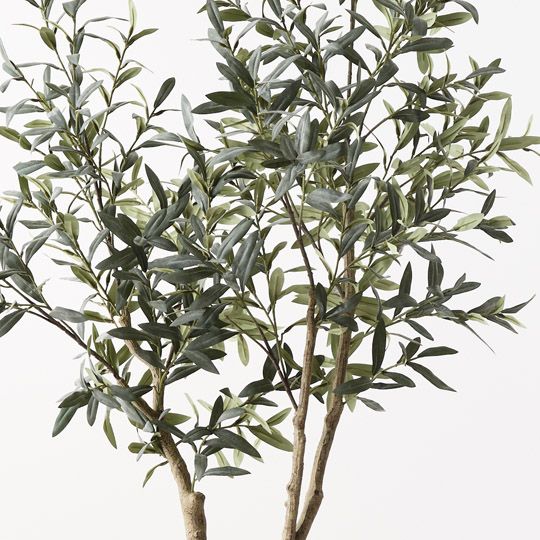 Olive Tree (w/o fruit) Grey Green 180cm