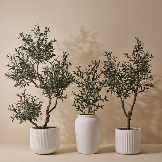 Olive Tree (w/o fruit) Grey Green 180cm