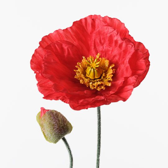 Poppy Iceland Spray Red 74cm Pack of 24