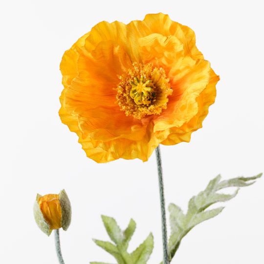Poppy Iceland Spray Yellow 74cm Pack of 24