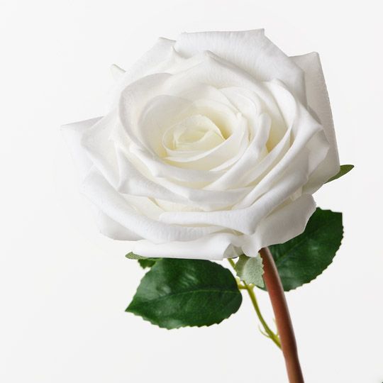 Rose Olivia White 72cm Pack of 12