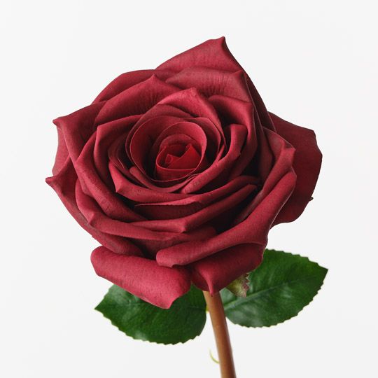 Rose Olivia Burgundy 72cm Pack of 12