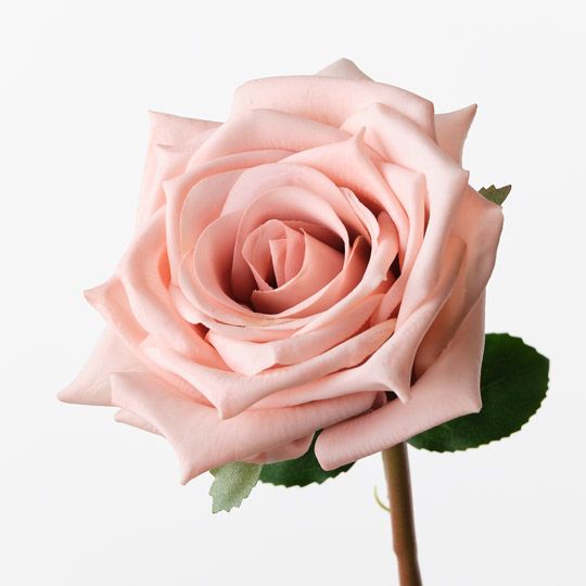 Rose Olivia Dusty Pink 72cm Pack of 12