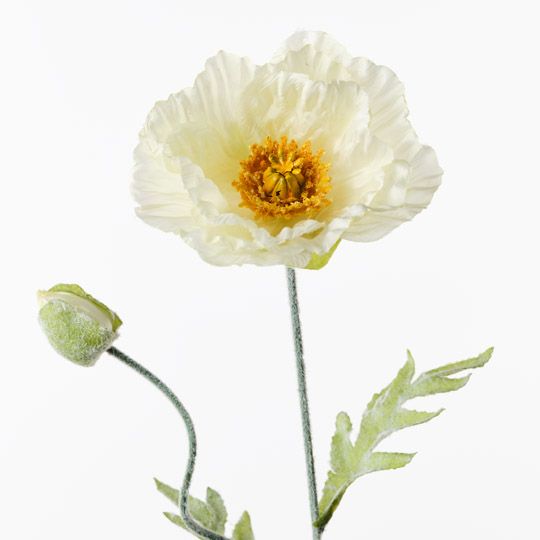 Poppy Iceland Spray Cream 74cm Pack of 24