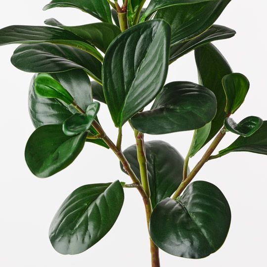 Peperomia Spray Green 56cm Pack of 12