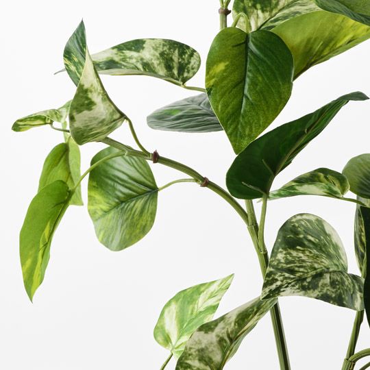 Pothos Spray Green White 69cm Pack of 12