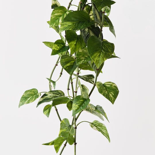 Pothos Hanging Bush Green White 86cm Pack of 6
