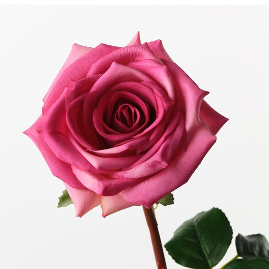 Rose Olivia Fuschia 72cm Pack of 12