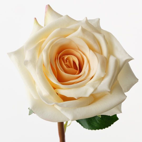 Rose Olivia Light Yellow 72cm Pack of 12