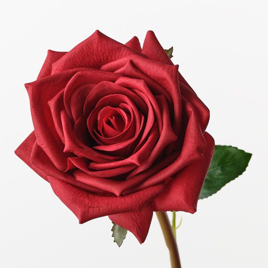 Rose Olivia Red 72cm Pack of 12
