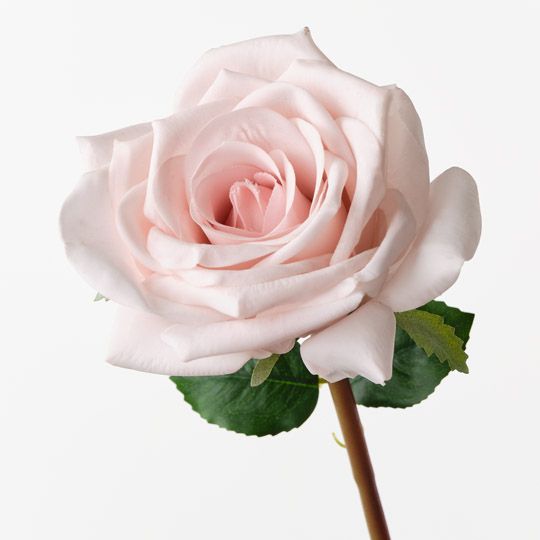 Rose Olivia Soft Pink 72cm Pack of 12