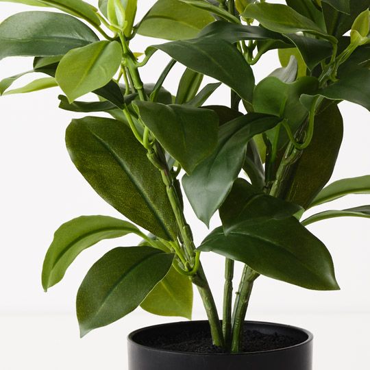 Fagraea Ceilanica Plant Green 38cm Pack of 4