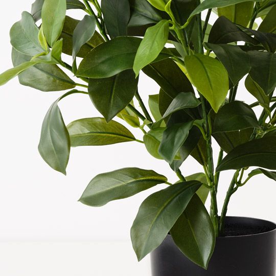 Fagraea Ceilanica Plant Green 46cm Pack of 4
