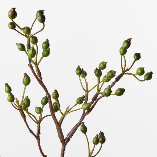 Rosehip Spray Green 61cm Pack of 12