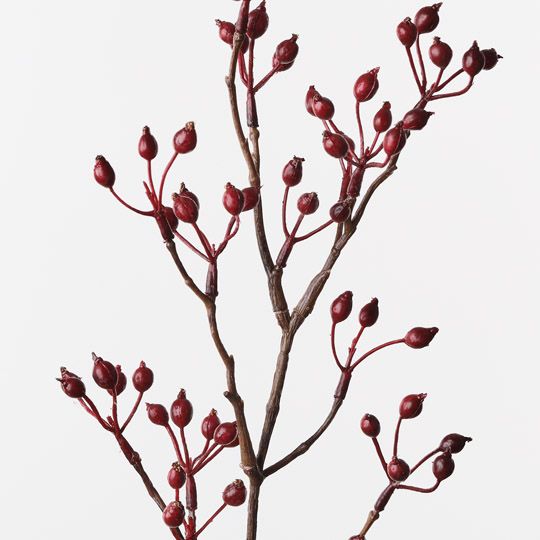 Rosehip Spray Red 61cm Pack of 12