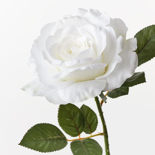 Rose Audrey White 63cm Pack of 12