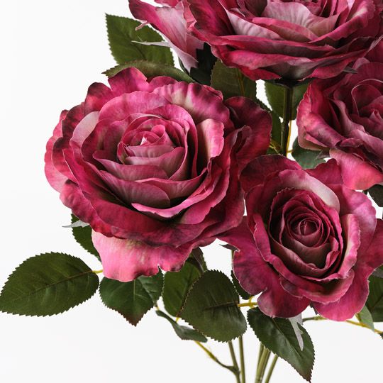 Rose Audrey Bush Fuschia 53cm