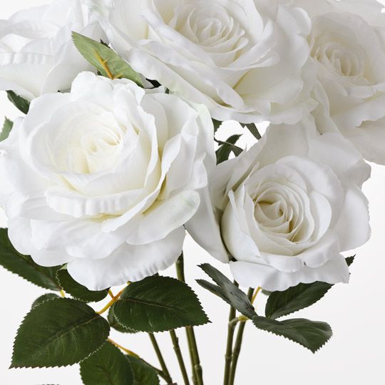Rose Audrey Bush White 53cm Pack of 6