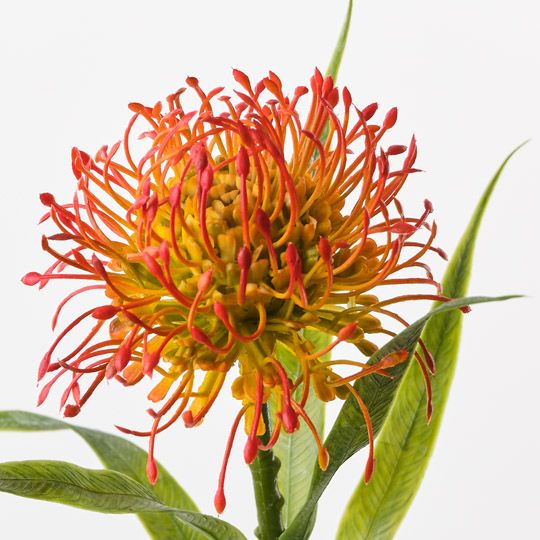Protea Leucospermum Orange 52cm Pack of 12