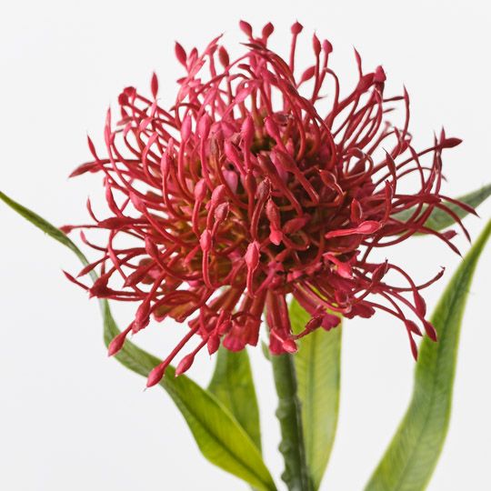 Protea Leucospermum Red 52cm Pack of 12