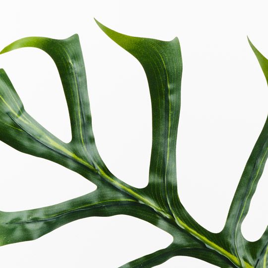 Monstera Leaf Green 63cm Pack of 12