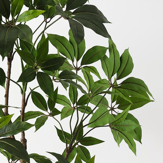 Pachira Aquatica Tree Green 190cm