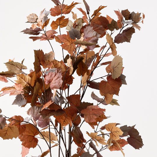 Maple Tree Rust 155cm