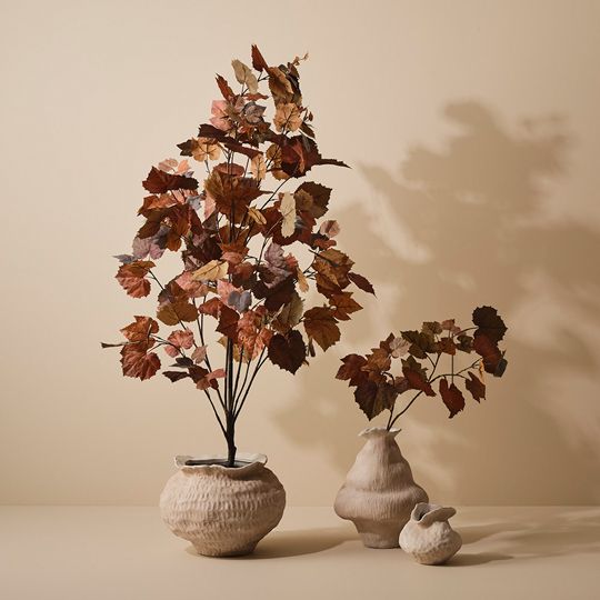 Maple Tree Rust 155cm