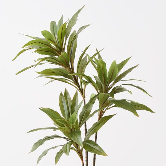 Cordyline Plant Green 120cm Pack of 2