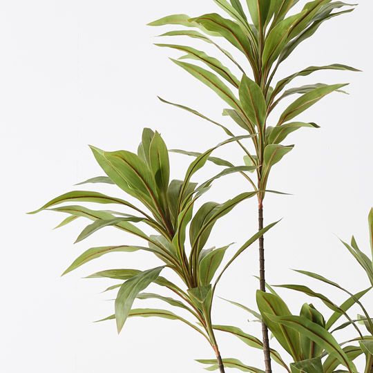 Cordyline Plant Green 180cm Pack of 2