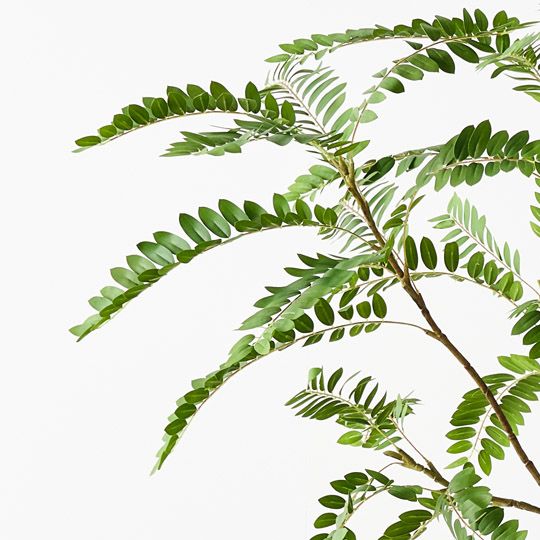Cassia Tree Green 240cm