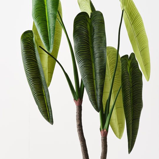 Anthurium Veitchii Plant Green 180cm