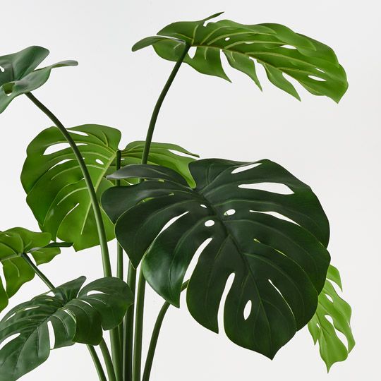 Monstera Plant in Oslo Pot Green 90cm