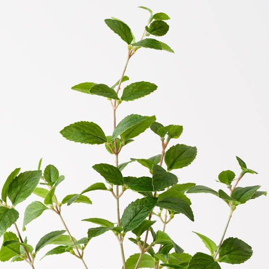 Mint Plant Green 52cm Pack of 6