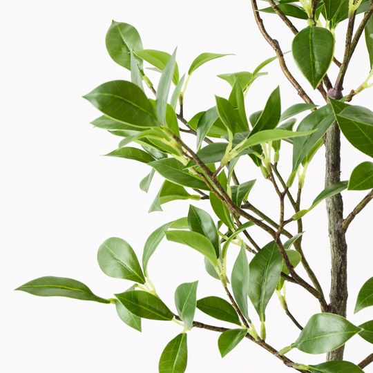 Ficus Plant Green 49cm Pack of 6