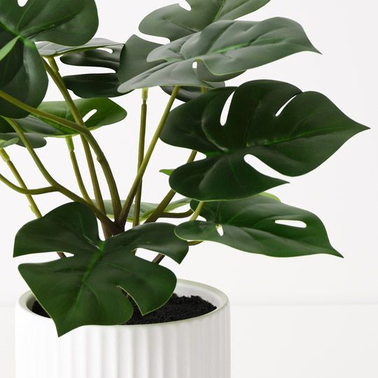 Monstera Plant in Pot Green 36cm Pack of 4