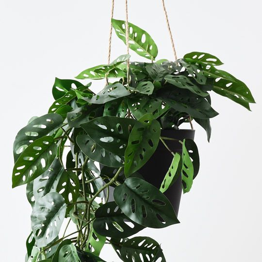 Monstera Adansonii Hanging Plant Green 110cm Pack of 2
