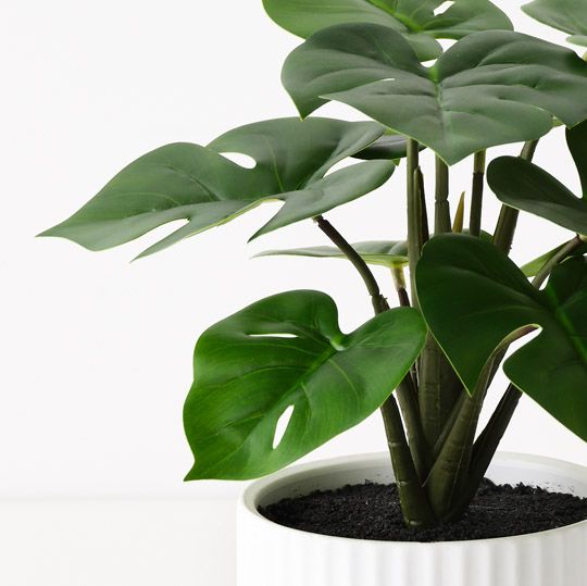 Monstera Plant in Pot Green 25cm Pack of 6