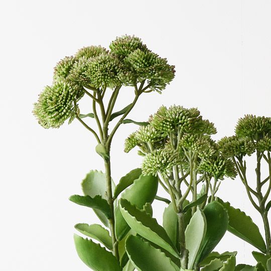Sedum Plant Green Pink 58cm