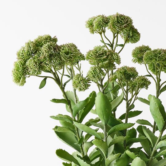 Sedum Plant Green Pink 78cm