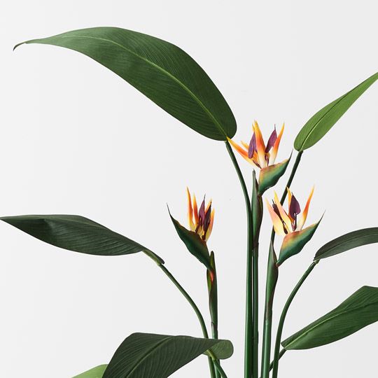 Bird of Paradise Plant Orange Green 150cm Pack of 2