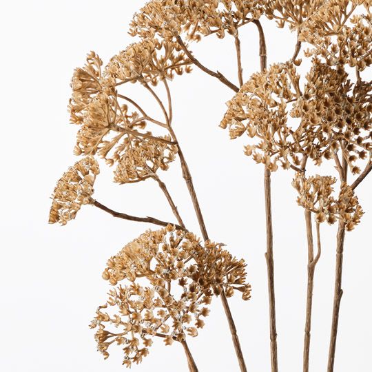 Achillea Spray Natural 91cm Pack of 12