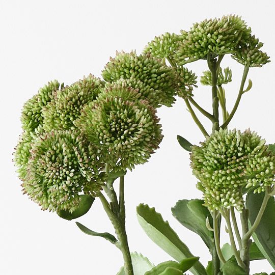 Sedum Plant Green Pink 48cm