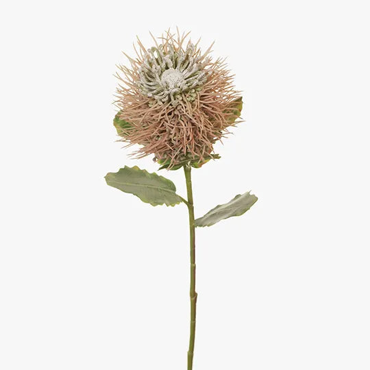 Protea Leucospermum Hybrid Light Pink 58cm - Pack of 12