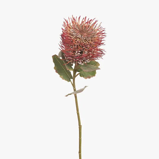 Protea Leucospermum Hybrid Orange 58cm - Pack of 12