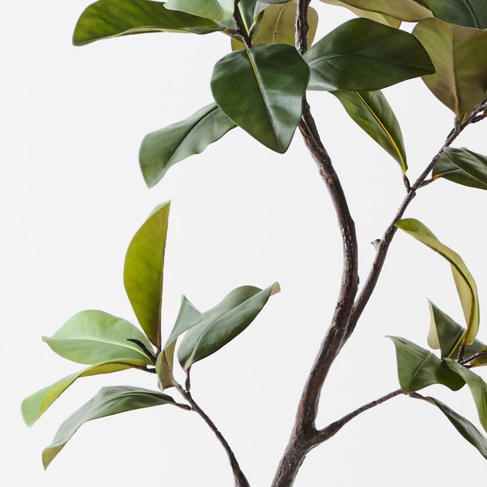 Rubber Tree Green 145cm Pack of 2