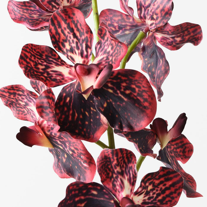 Orchid Vanda Burgundy 62cm Pack of 12